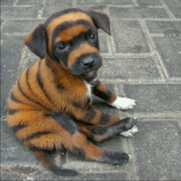 Profile Picture of Ola Ola (@brown7777) on Poshmark