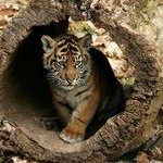 Profile Picture of Lorrie Byrd (@LByrd71) on Twitter