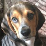 Profile Picture of Beagle Patrick (@pati_beagle) on Instagram