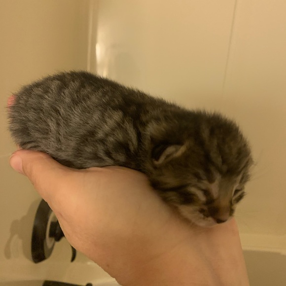 Profile Picture of Lori Slaboda (@lorislaboda) on Poshmark