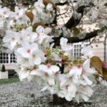 Profile Picture of ToTa AL qarni (@ritalalshobaily) on Instagram