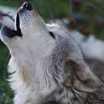 Profile Picture of Scott Kujawa (@greylupine71017) on Instagram