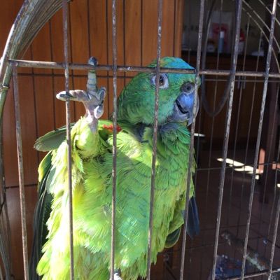 Profile Picture of Lorito Pelado💚💥 (@lorito_425) on Tiktok