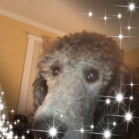 Profile Picture of Donna Carson (@carsondonnab01) on Poshmark