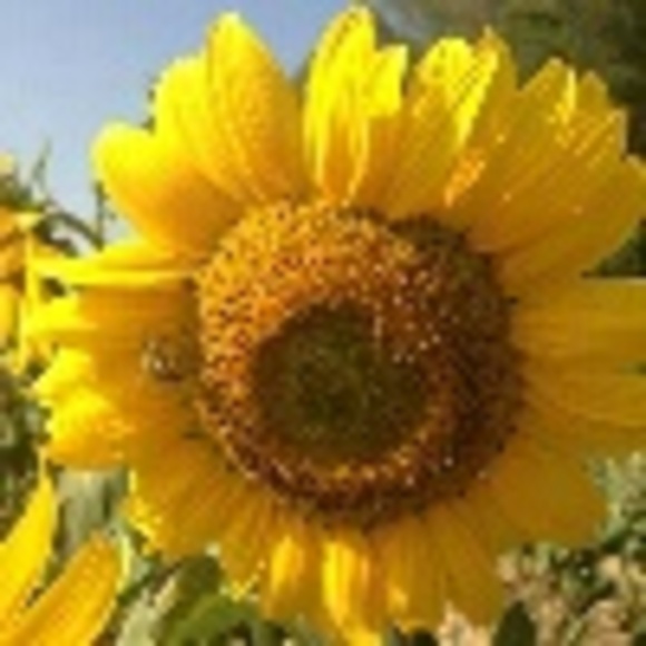 Profile Picture of Anna Shikhman (@shikhman) on Poshmark