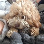 Profile Picture of Pops tickner (@johnnyo4pops) on Instagram