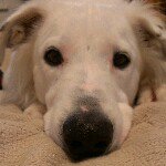 Profile Picture of Brady Slagle (@order_vs_chaos) on Instagram