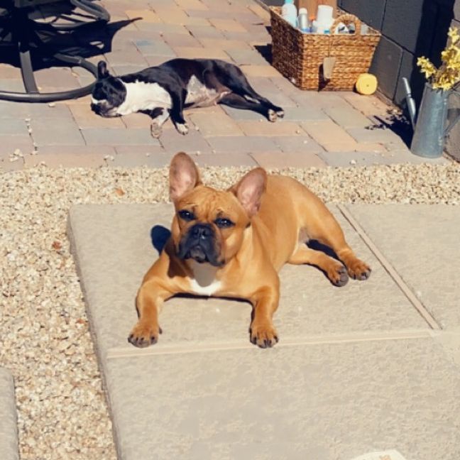 Profile Picture of Janet Mota (@frenchiemota_azlife) on Tiktok