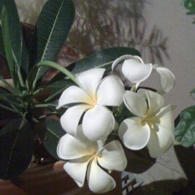 Profile Picture of Violet E Wong C W (@violeteluzabeth) on Twitter