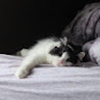 Profile Picture of Caleigh Reid (@caleigh-reid-1) on Quora