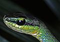 Profile Picture of Hapsidophryson Wikipedia