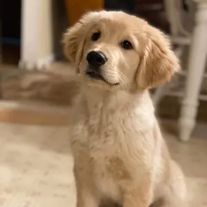 Profile Picture of user3045012911295 (@banffy.the.great.golden) on Tiktok