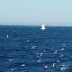 Profile Picture of Alicia (@tascha251284) on Instagram