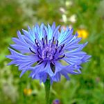 JW Happy Family - Instagram Profile Picture of JW Happy Family (@jw_happy_family) on Instagram