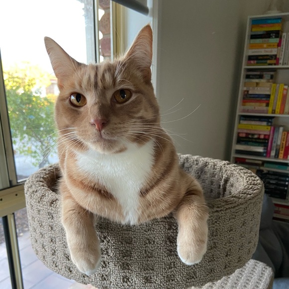 Profile Picture of Alexandra Freeman (@aafreeman19) on Poshmark