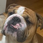 Profile Picture of Shaun Fogarty (@scfogarty) on Instagram