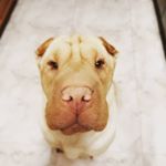 Profile Picture of lesandi (@lesandisharpeinala) on Instagram
