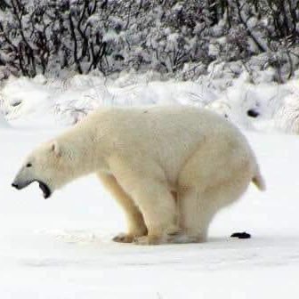 Profile Picture of Joshua Wiggs (@joshua_wiggs) on Twitter