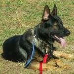 Profile Picture of craig landgraf (@cland08) on Instagram