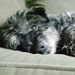 Profile Picture of Debbie Simon (@dgcarolina) on Pinterest