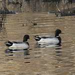 Profile Picture of Kchulufas (@kchulufas) on Flickr