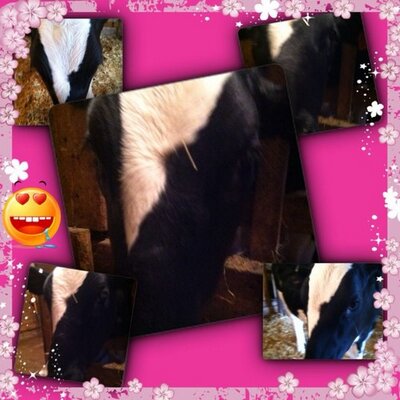 Profile Picture of Shawna Barr (@steerbarr) on Twitter