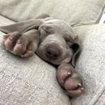 Profile Picture of Betsy Schneider (@crosby_the_weim) on Instagram