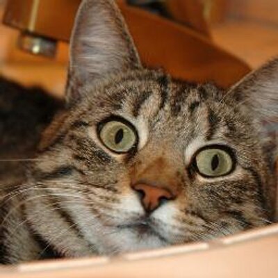 Profile Picture of Gerald Fredrick (@@shelbysucks123) on Twitter