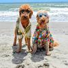 Profile Picture of sullivanandsampson (@sullydoodleandsampson) on Tiktok