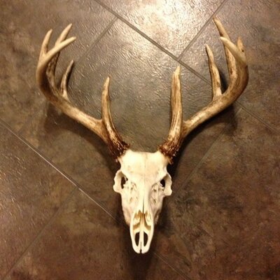 Profile Picture of Josh Lease (@Joshlease1) on Twitter