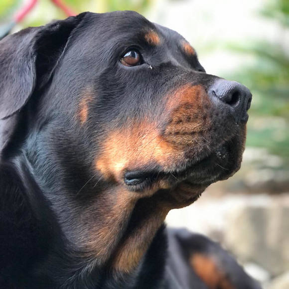 Profile Picture of Ciara Beard (@ciaraleebeard23) on Poshmark