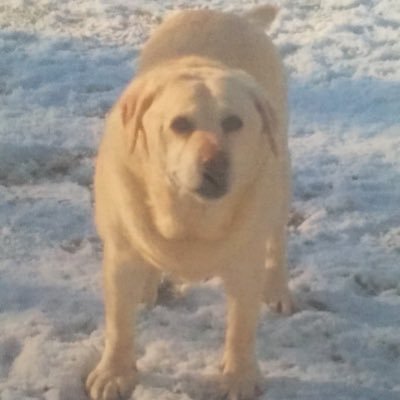 Profile Picture of Carole McMahon (@CaroleM04577799) on Twitter