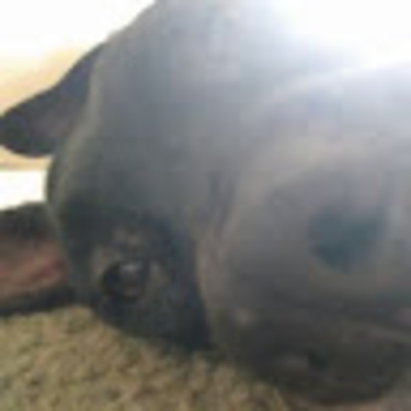 Profile Picture of Buddy Bud (@buddy331) on Poshmark
