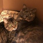 Profile Picture of Lisa McAfee (@lisaadamsmcafee) on Instagram