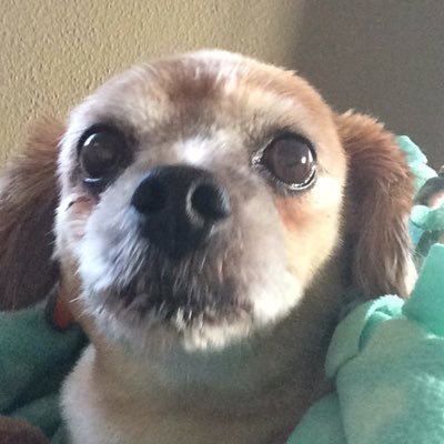 Profile Picture of Tessa Hoglo (@tessa_hoglo) on Twitter