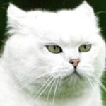 Profile Picture of Max Keyes (@bobthehuman_cat) on Instagram
