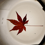 Profile Picture of Jasmine Li (@jasliii) on Flickr