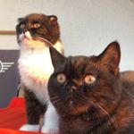 Profile Picture of Scotty&Floyd (@scottishfold.brothers) on Instagram