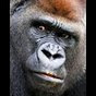 Profile Picture of gorillafilmprod (@@gorillafilmprod) on Tiktok