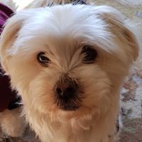 Profile Picture of Raymond Peachey (@raymond-peachey-1) on Quora