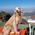 Profile Picture of 채민지🐶 (@chae_minji) on Instagram