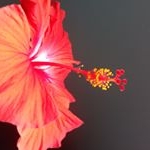 Profile Picture of Nelson Connell (@nelsonconnell) on Instagram