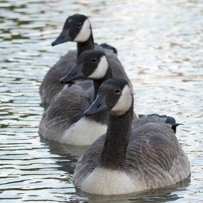 Profile Picture of Christine Chen* 🦆 (@thesteggie) on Twitter