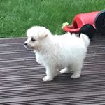 Profile Picture of Joshua L (@joshualamprecht2018) on Instagram