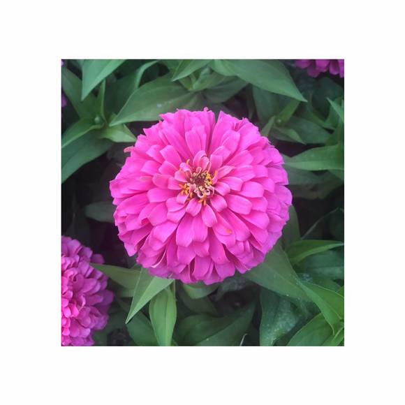 Profile Picture of Karina Riftin (@kriftin27) on Poshmark