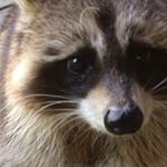 Profile Picture of Laurie Harrington (@laurieharrington6408) on Instagram