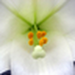 Profile Picture of Emese B (@emese a) on Flickr