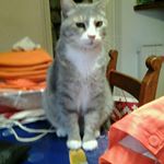 Profile Picture of Alberta Coppola (@alberta.coppola) on Instagram