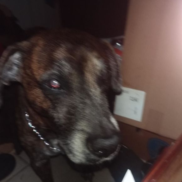 Profile Picture of Dennis Skalski (@dmonceede1212) on Poshmark