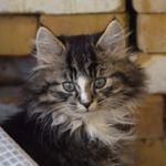 Profile Picture of Karl Gustav David Sigmund (@karl_gustav_urbino) on Instagram